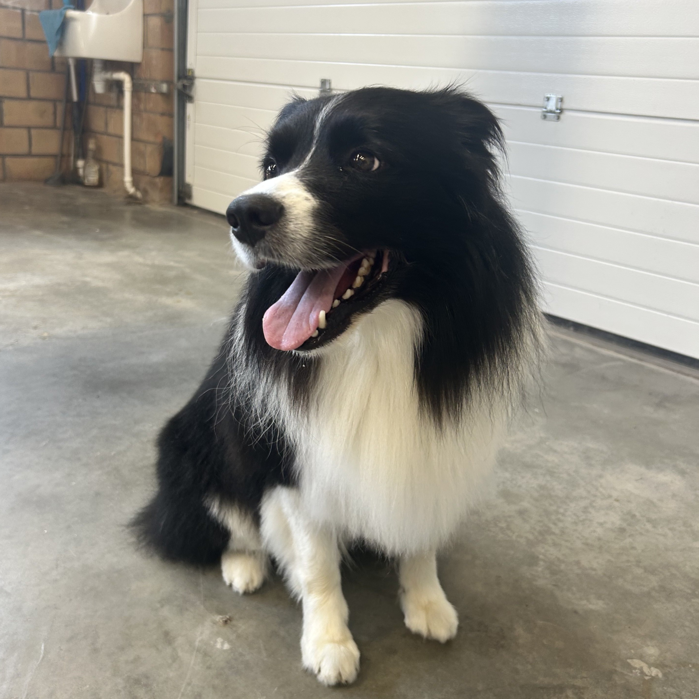 dog